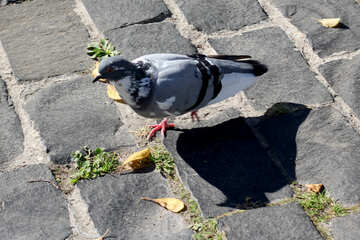 Pigeon dans la ville №41882