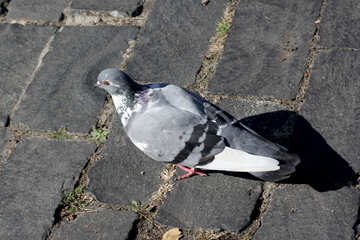 Pigeon sur l`ancienne route №41881