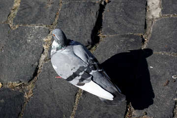 Pigeon on pavement №41880