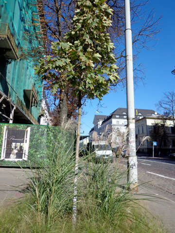The tree in front of house №41670
