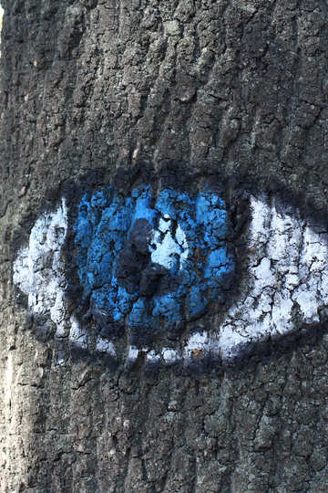 Drawing on a tree №41620