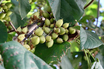 Manchurian walnut №41855