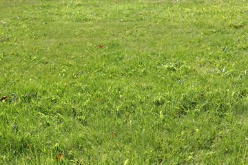 Green grass №41928