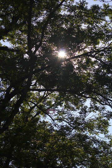 The sun shines through the trees №41887