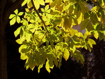 As folhas da árvore no sol №41224