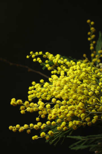 Mimosa flower on a black background №41375