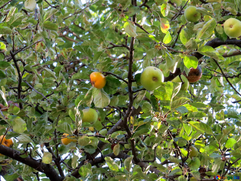 Дерево яблуня №41143