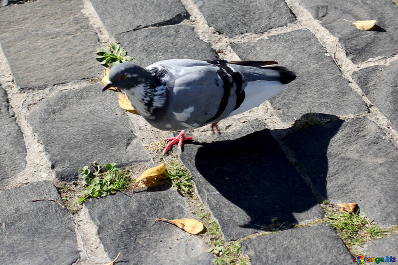 Pigeon in the city №41882