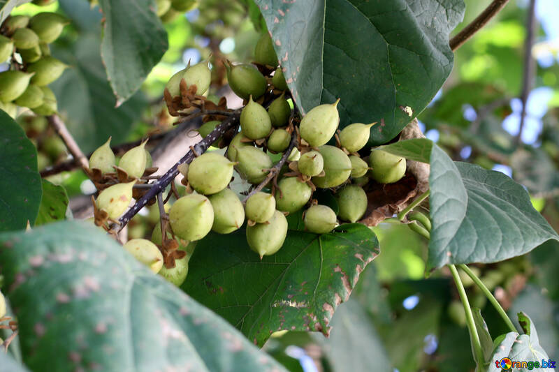 Manchurian walnut №41855