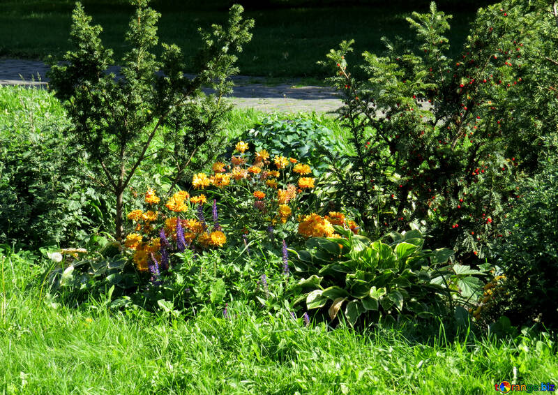 Flower garden with shrubs №41157
