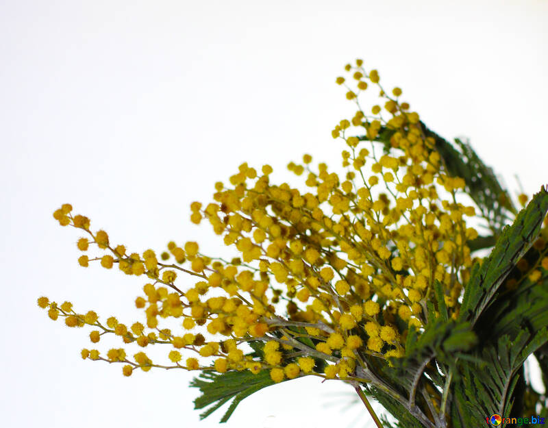 Mimosa flowers isolated on white background №41372