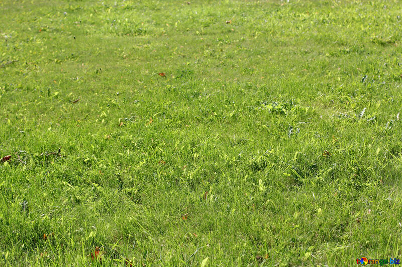 Green grass №41928
