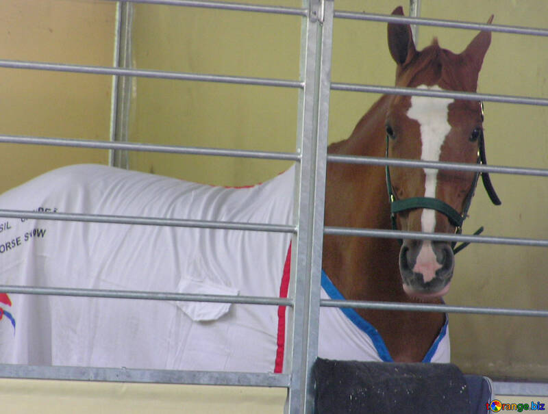 Pferd im Käfig №41334