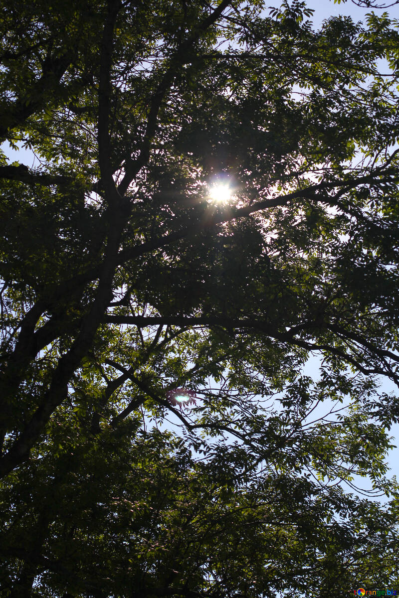 Le soleil brille à travers les arbres №41887