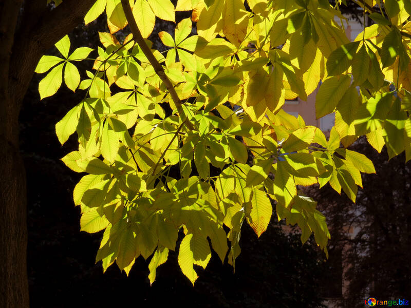 Les feuilles de l`arbre au soleil №41224