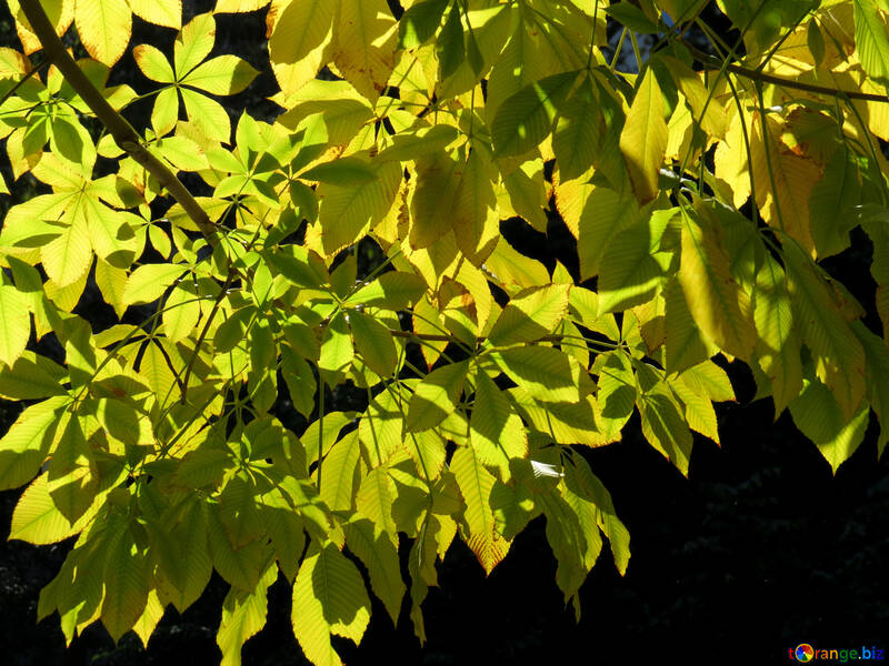 As folhas da árvore com o sol №41225