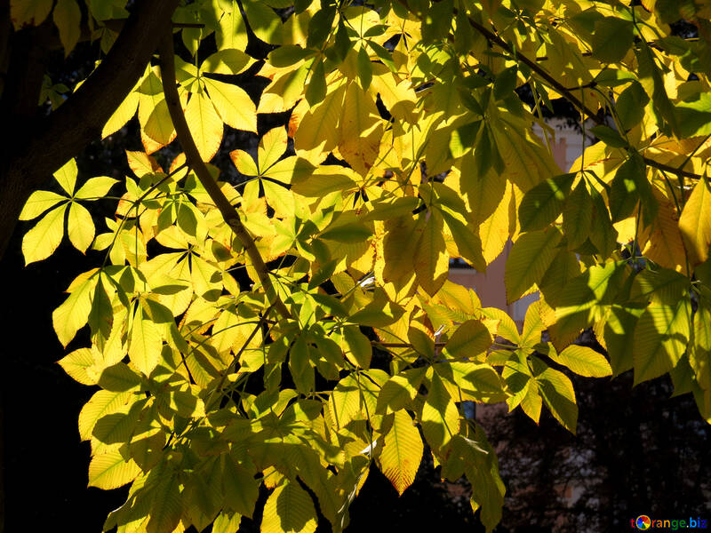 Blätter an einem Baum naprosvet №41223