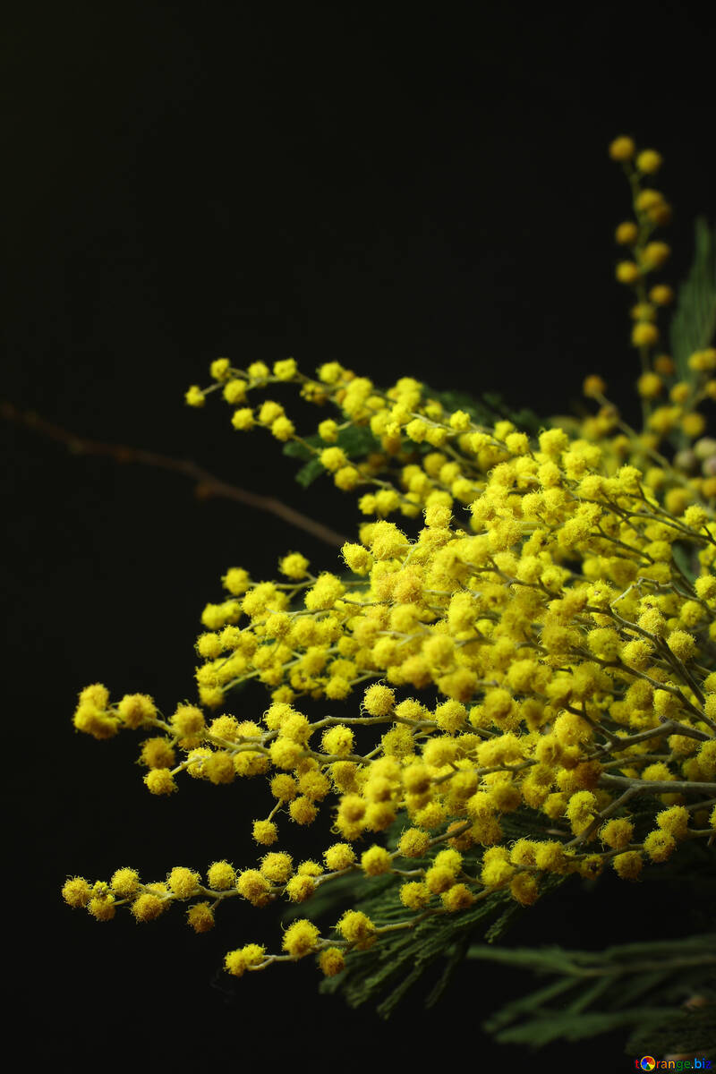 黒の背景にミモザの花 №41375