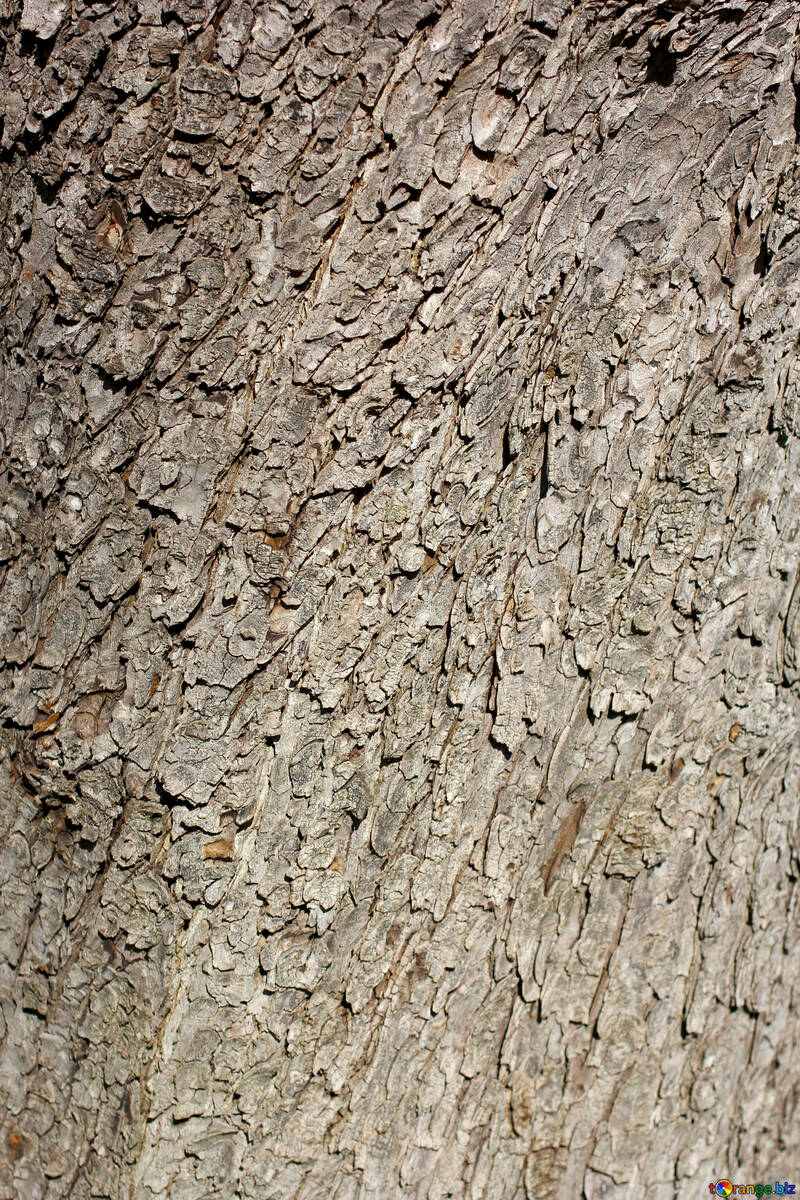 A textura da casca de árvore №42000