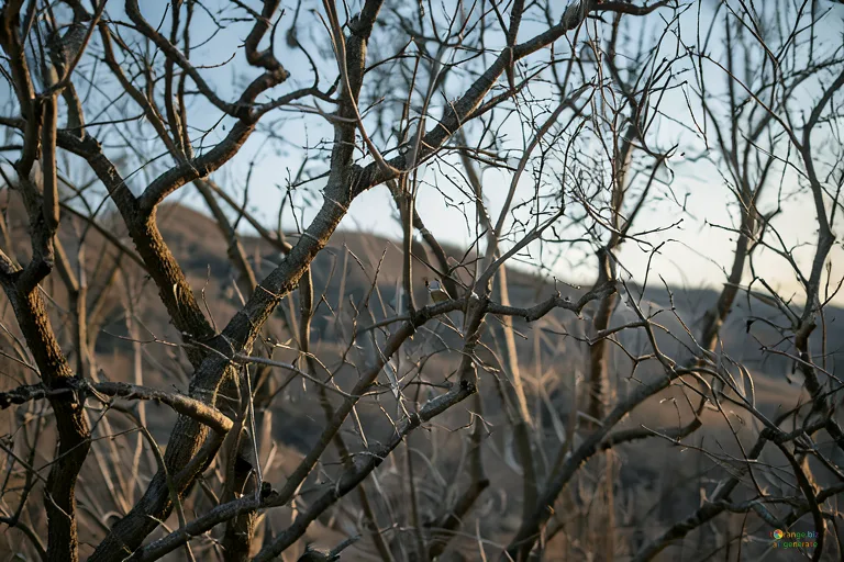 Відреставрована люксова версія Alberi senza foglie №42601