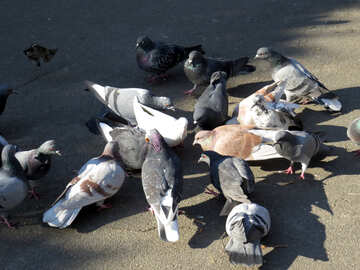 Pigeons urbains №42206