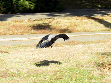 Corbeau vole au-dessus du sol №42204