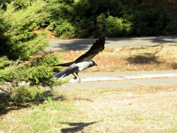 Flying crow №42203