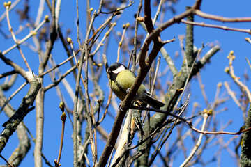 Titmouse on a branch №42542
