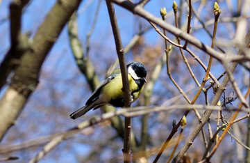 Titmouse on a branch №42590