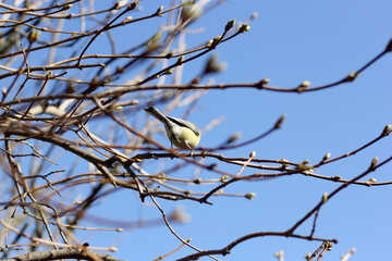 Titmouse  on a branch №42598