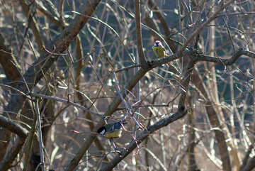 Titmouse on a branch №42600