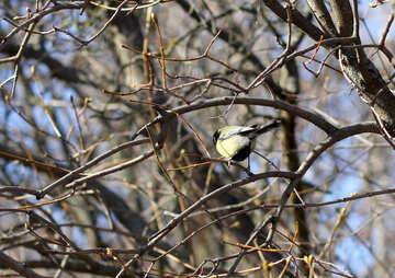 Titmouse on a branch №42603