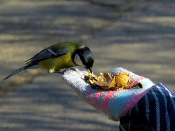Titmouse  eating with hands №42642