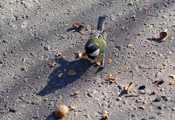 Titmouse eating a nut №42594