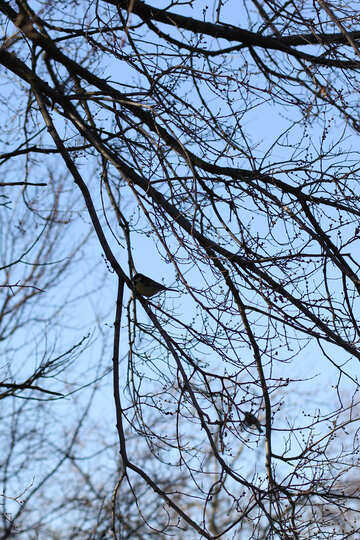 Titmouse on a tree №42531