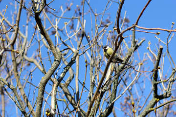 Titmouse on a tree №42541