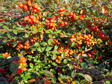 Arbusto barberry №42264