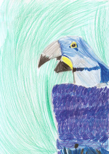 Child`s drawing of the parrot №42757