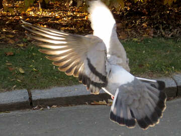 Dove in flight №42209