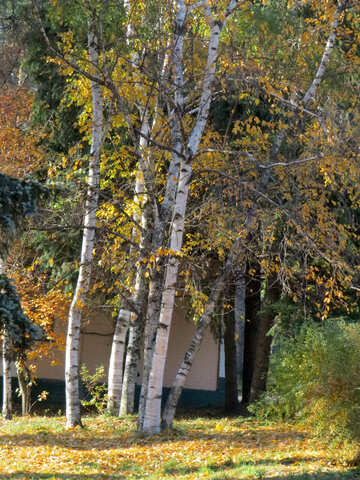 Das Haus liegt in einem Birkenwald №42226