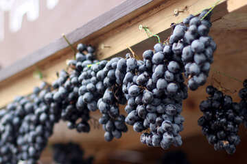 Georgian grapes №42330