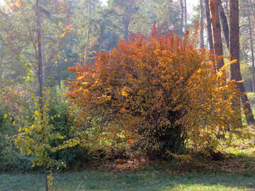 Landscape autumn forest  №42225