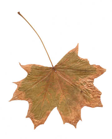 Dry leaf texture №42663
