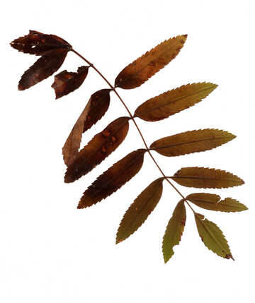 Dry leaves of a mountain ash №42664