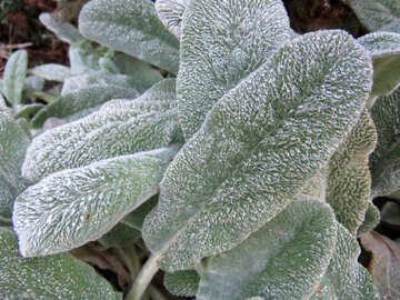 Hoarfrost on leaves of flowers №42251