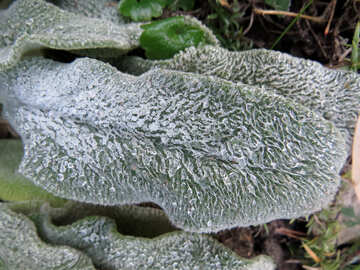 Blätter mit Frost bedeckt №42249