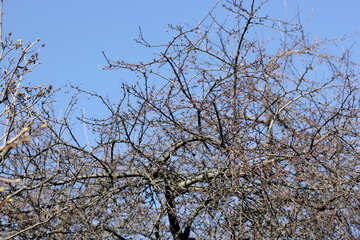 Un arbre sans feuilles sur le ciel №42537