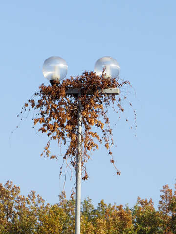 Lantern overgrown with creeper №42255
