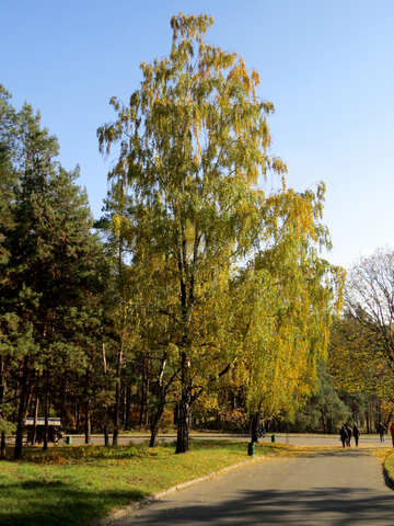 Parque del otoño №42223