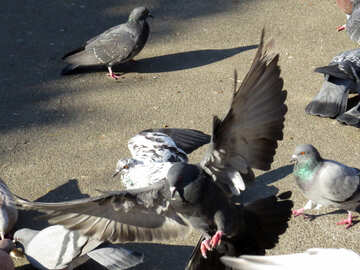 Pigeons №42205